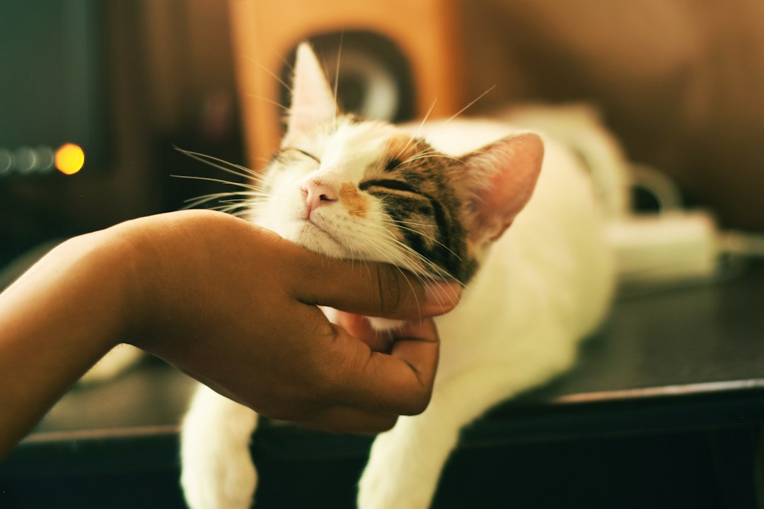 Kedi hekimliği