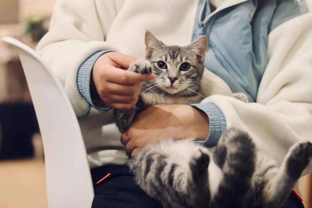 Kedi hekimliği