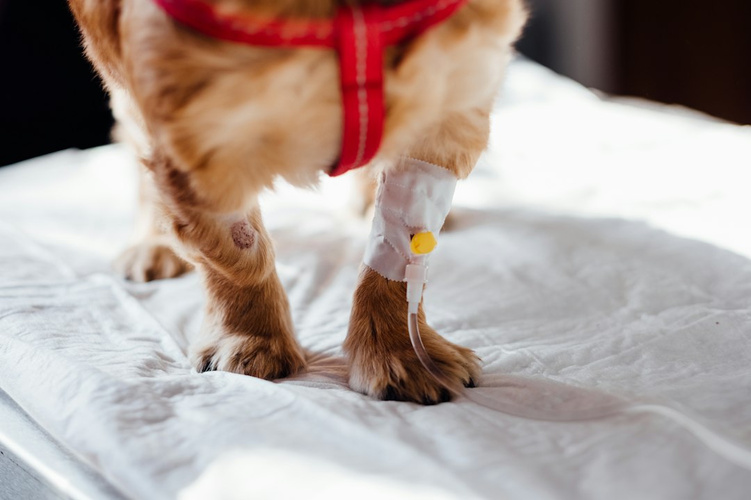 Köpek sağlık değerlendirmesi