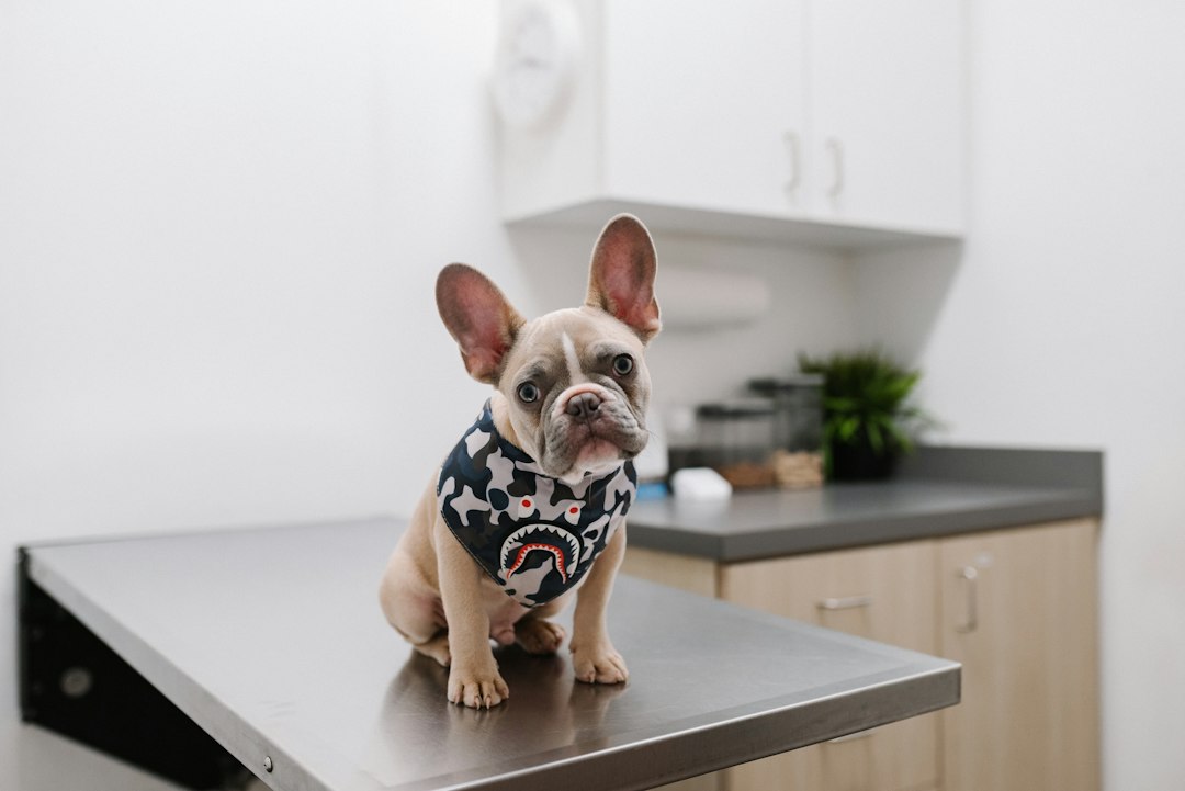 Köpek hekimliği